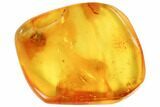 mm Fossil Wasp (Hymenoptera) In Baltic Amber #123406-3